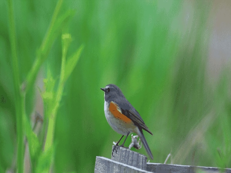 湖南试管打印贴标机(试管甲状fsh)